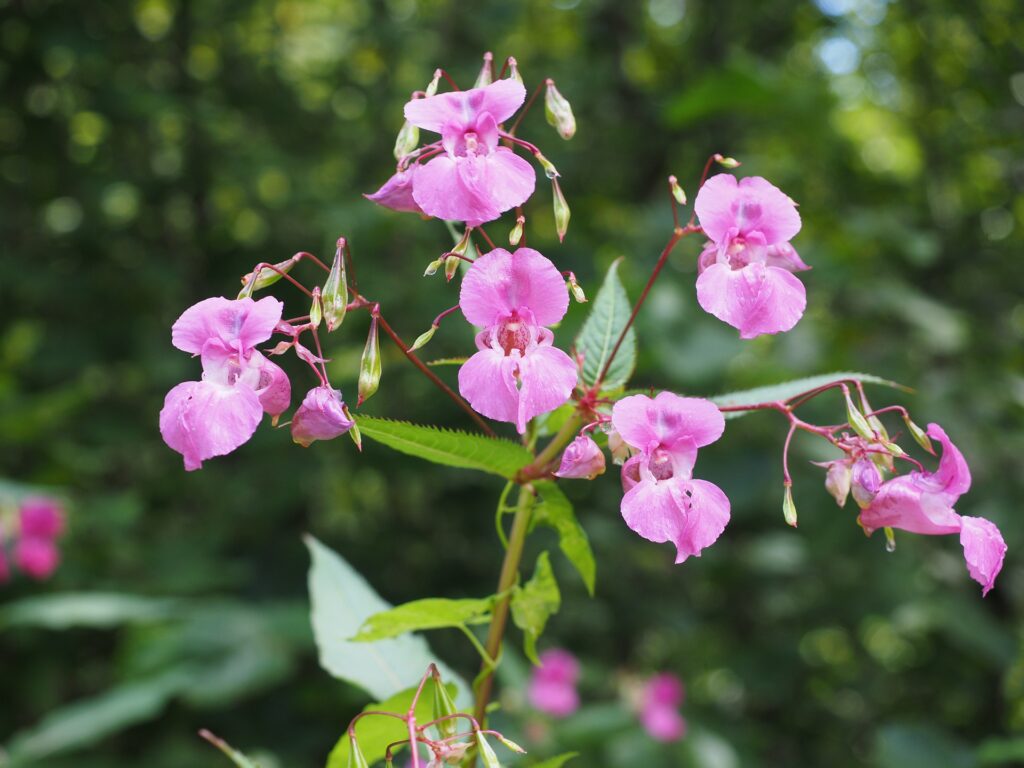 Fleurs de Bach à Pau et plaine de Nay - Sourire à soi