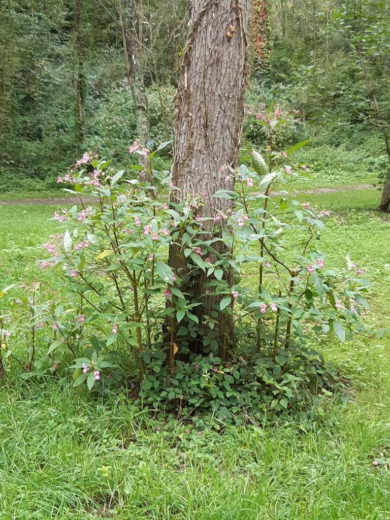 Fleurs de Bach à Pau et plaine de Nay - Sourire à soi